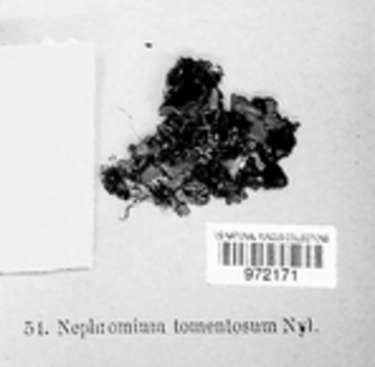 Nephroma resupinatum image